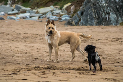 Dogs on beach