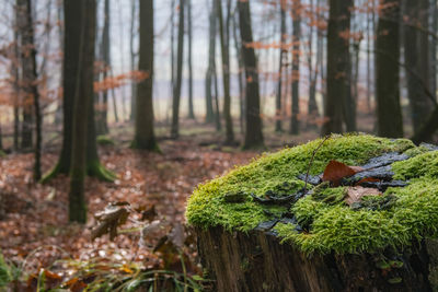 Close-up of moss growing on tree trunk