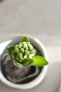 Close-up of green salad in bowl