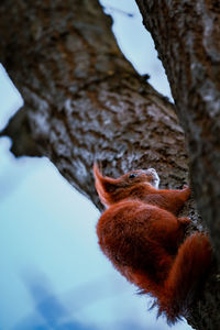 Low angle view of bird perching on tree