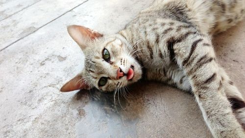 High angle portrait of cat lying down