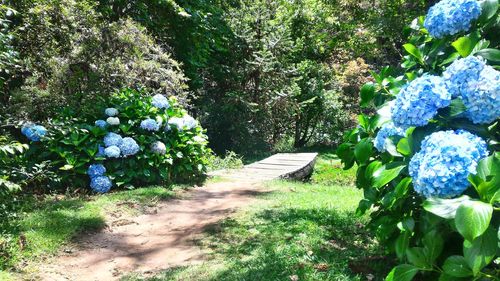 Plants and trees in park