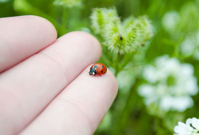 Close-up of ladybug on hand