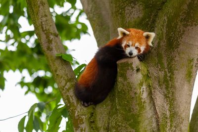 Low angle view of a squirrel on tree