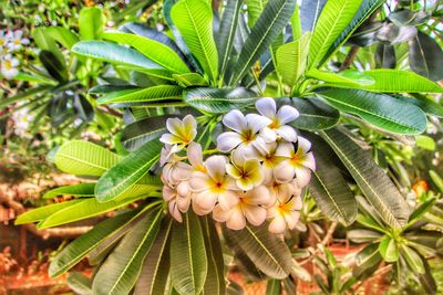 Close-up of white flowering plant