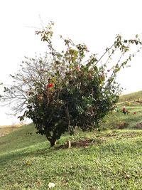 Tree on field against clear sky