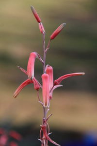 Close-up of pink flower blooming outdoors