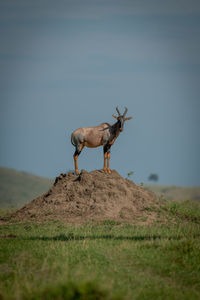 Male topi on termite mound watching camera