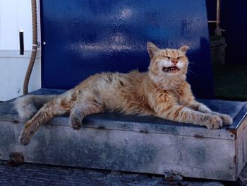 Stray cat resting on metallic box