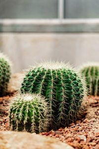 Close-up of cactus plant