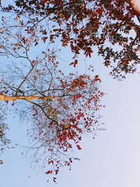 Low angle view of tree