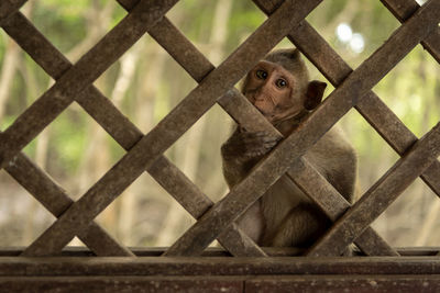 Portrait of monkey on fence