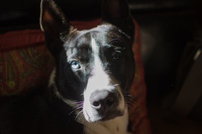 Close-up portrait of dog