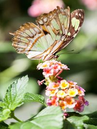 Butterfly pollinating on flowers at park