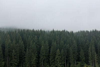 Forest of pine trees with hazy weather