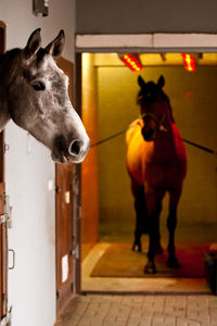 Dog standing in stable