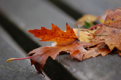 Close-up of dry maple leaves