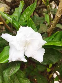 Close-up of white flowering plant