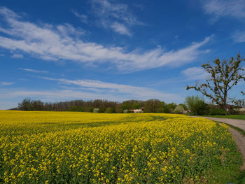 Scenic view of oilseed rape field against sky