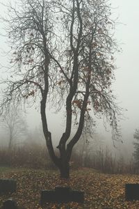 Bare trees on field in foggy weather