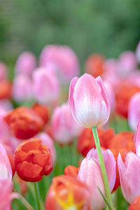 Close-up of pink tulips