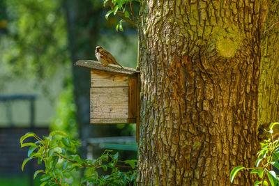 Bird perching on tree trunk