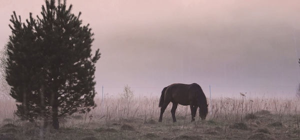 Horses grazing in a field