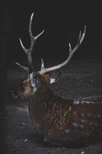 Close-up of deer