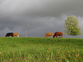 Horses grazing in a field