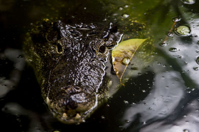 High angle view of crocodile in water