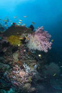 Scenic view of fishes swimming underwater