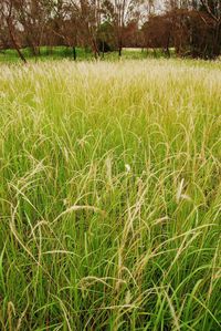 Scenic view of grassy field