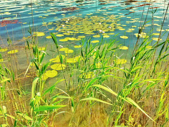 Close-up of yellow flowering plants by lake