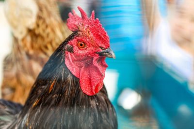 Close-up of rooster