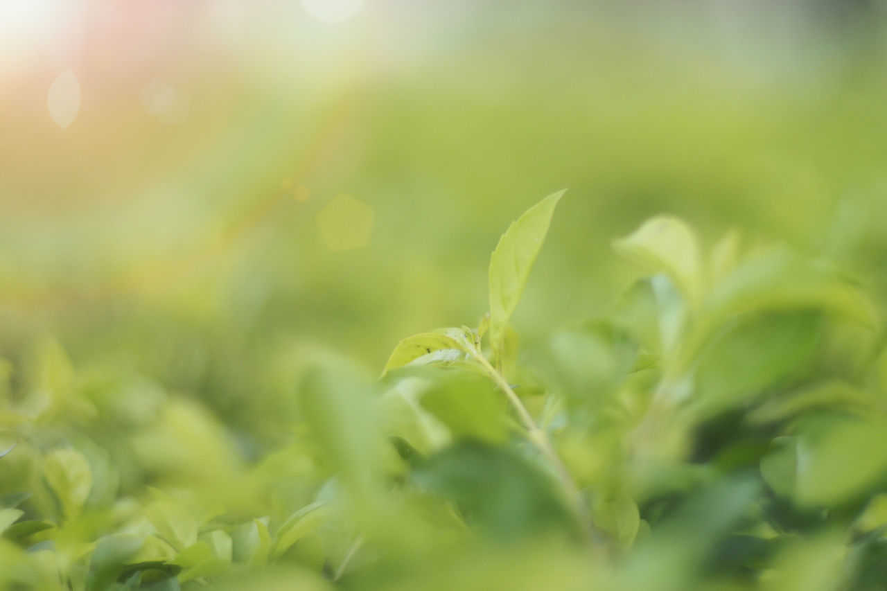 CLOSE-UP OF FRESH GREEN LEAVES ON PLANT