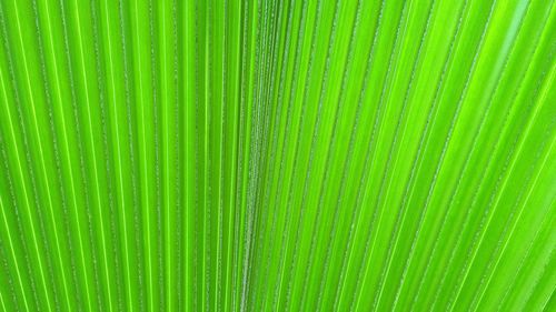 Full frame shot of water drops on green leaf