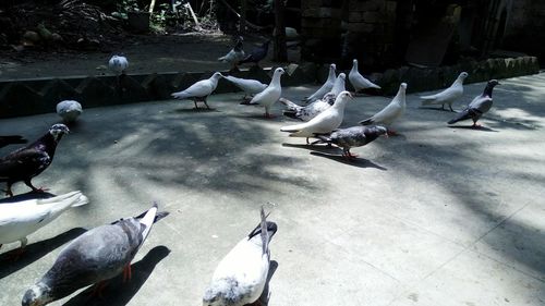 Birds on wall