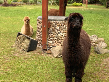 Portrait of dog sitting on field