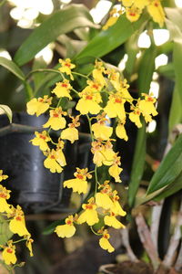 Close-up of yellow flowers