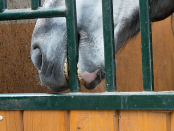 Close-up of horse in stable
