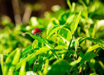 Close-up of ladybug on leaf