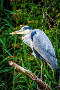 High angle view of gray heron perching on tree