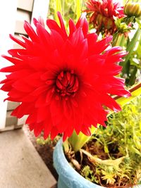 Close-up of red dahlia blooming outdoors