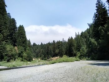 Road amidst trees in forest against sky