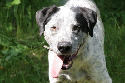 Close-up portrait of dog on field