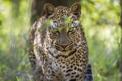 Portrait of leopard