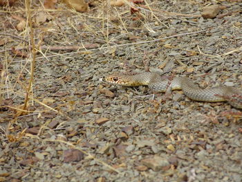 Close-up of lizard