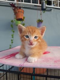Portrait of ginger cat on floor