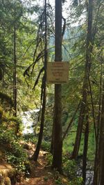 Information sign on tree trunk in forest