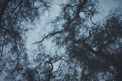 Low angle view of trees in forest during winter